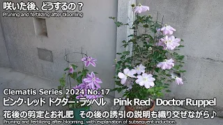【クレマチスシリーズ 2024 No.17】パテンス系の花後剪定・お礼肥