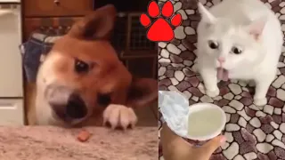 Cute Pets And Funny Animals Compilation 2020 #141 TFF