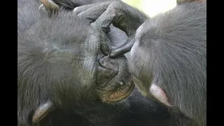 Aug 2020 Tama zoo chimps, Miru