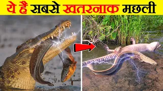 तबाही का दूसरा नाम है Electric Eel | How Much Current Electric Eel Produces?