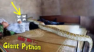 Giant Hungry Python Hunting For Food While A Man Is Sleeping How to Survival | Mike Vlogs