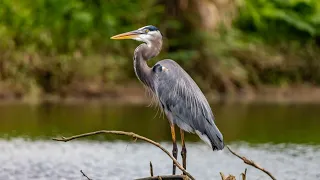 Sounds Of Nature - Great Blue Heron - Bird Sounds