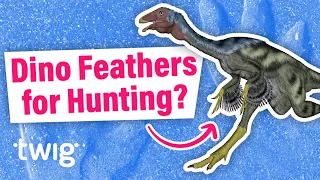 Why Did Some Dinosaurs Have Feathers? | Twig Science Reporter