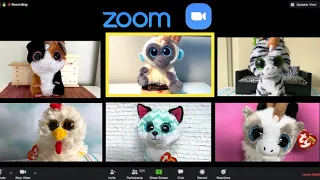 Beanie Boos: The Zoom Call (Skit)