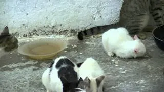 Feral cat attacks kitten