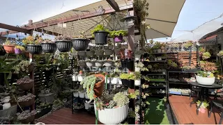 Garden Tour of Beverly’s Succulent Area