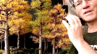 Larch Bonsai Forest, Nov 2016