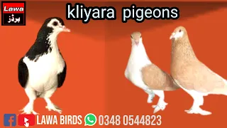 Beautiful kliyara pigeons