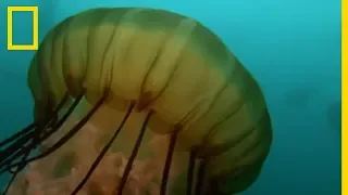 Méduse vs amphipode : un combat inégal