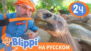 Блиппи изучает ЗООПАРК🦒 | Обучающие видео для детей | Blippi Russian