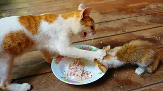 Poor mother cat attacks hungry kittens eating meals