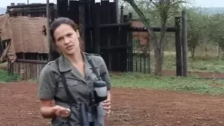 Bayete Rhino Darting