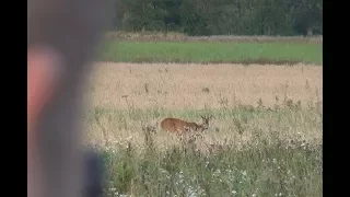 На косулю с манком. Волшебная дудочка Нильса.