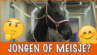 Krijgt Betsy een jongen of een meisje?! | PaardenpraatTV