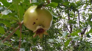 Зелёный борщ на нашем столе-бомба🍋Ашкым уехал в Кайсери🍋Купили вентилятор-масик🍋 ТурцияХатай