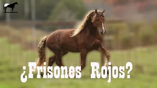 Los Raros Frisones Colorados 🐴-Del Cerro Soy