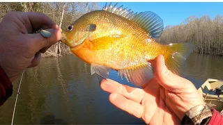 Bream on a worm and beetle spin     Early bluegill fishing