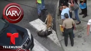 Caos en Chimbote, Perú por pelea de perros callejeros | Al Rojo Vivo | Telemundo