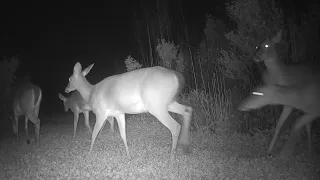 Deer Trail Camera Footage - Moyock, NC April 21, 2024