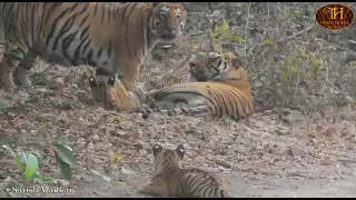 chota matka zarni n her cute cubs beautiful family 👪 🥰🐯🐅