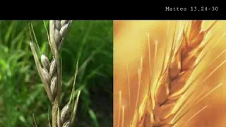 Il grano e la zizzania e la mietitura alla fine del mondo (Matteo 13,24-30)