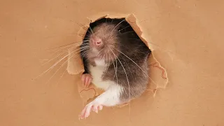 How Small Of A Hole Can My RAT Fit Through?