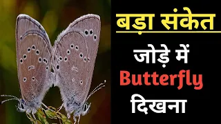 जोड़े में Butterfly देखना का अर्थ 🦋🤞❤️ l Seeing Pair of Butterfly Meaning