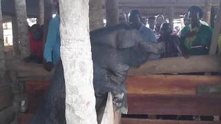 76 Kilogrammes Local Pig at BCDO  Piggery Demonstration Site