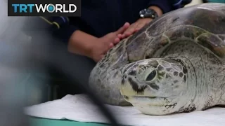 Turtle's Treasure: Doctors remove coins from a turtle's stomach