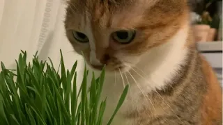 橘橘的猫草自由～