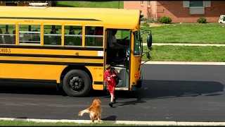 Dogs Waiting And Happy Welcoming When Kids Going Home On The School - Funny Dog Videos 2017