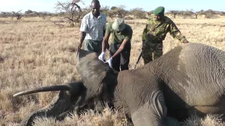 Removal of Wire Snare from Elderly Elephant in Lewa Conservancy, Kenya: A Case Report