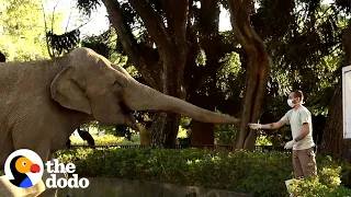 Two Elephants Freed From Concrete Pit After 20 Years | The Dodo Comeback Kids