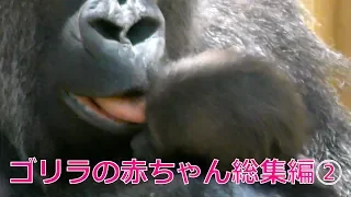 ゴリラ『キンタロウの1年』総集編②💗[Kyoto City Zoo] Gorilla "One Year of Kintaro" Omnibus②