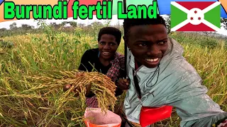 Harvesting Rice in Africa Burundi🇧🇮 village .