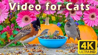 Cat TV for Cats to Watch 😻 Playful Birds and Squirrels in Spring 🐿️ 10 Hours 4K HDR 60 FPS