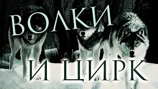 КТО ТАКИЕ ВОЛКИ и ПОЧЕМУ ОНИ НЕ ВЫСТУПАЮТ В ЦИРКЕ | Феоморт