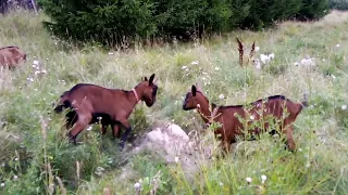 Горькое молоко у козы🐐Причины.