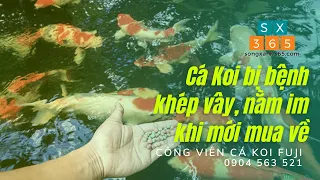 Nguyên nhân cá Koi nằm im khi mới thả bể - why Koi fish lie still when they first release the tank