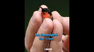 Most Smallest Bird In The World 😱🔥#shorts #birds