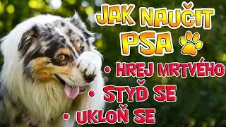 JAK NAUČIT PSA 3 NEJLEPŠÍ TRIKY ! Hrej mrtvého, styď se, ukloň se