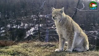 Рысь - ночной охотник. Плато Путорана. Сибирь / Lynx. The Night Hunter / Siberia