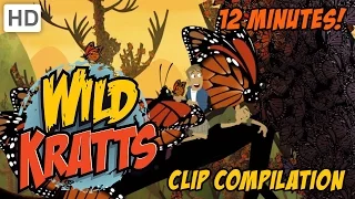 Wild Kratts - Insects and Critters