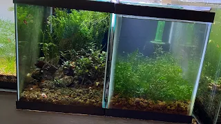 Scarlet Badis Breeding Tank Project - NEW setup for MAXIMUM fry!