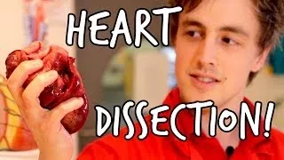 What's inside a heart? Heart Dissection | We The Curious