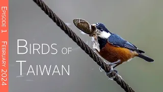 Taiwan Birding Adventure:  Island's Endemic Avian Treasures | Episode 1