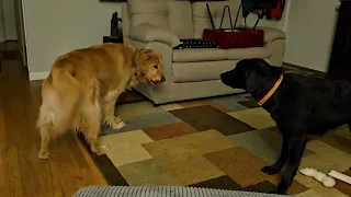 It's midnight with an 11-month old Labrador Retriever and her boss dog.