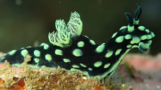 Facts: The Nudibranch