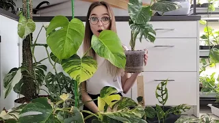 Monstera Thai Constelation w Biedronce 🤯 *jak dbać o Monstery, nasza kolekcja*