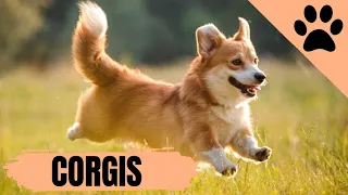 Corgis: Everything You MUST know before owning one